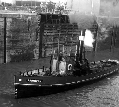 Primrose of Bristol