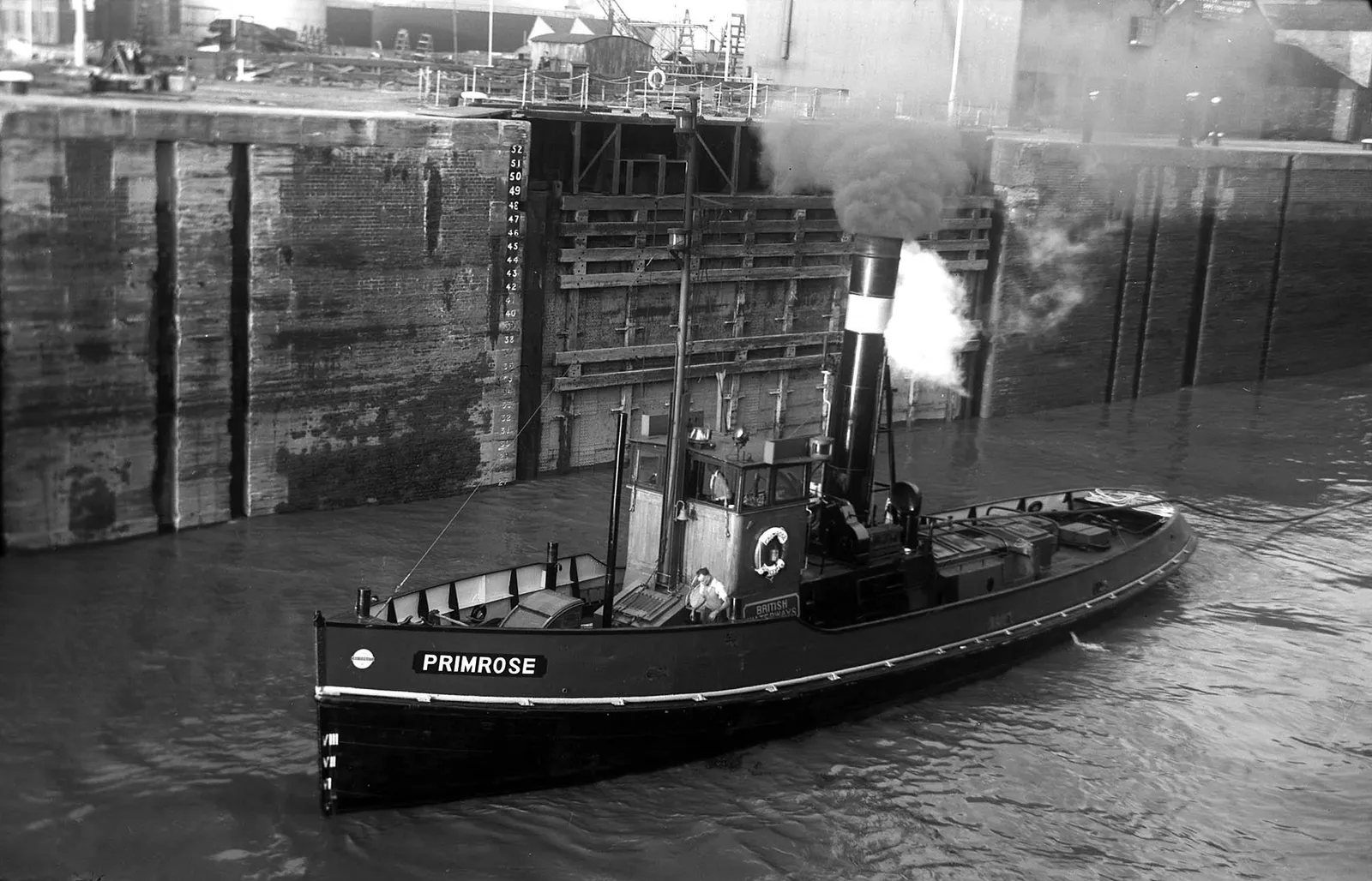 Primrose of Bristol